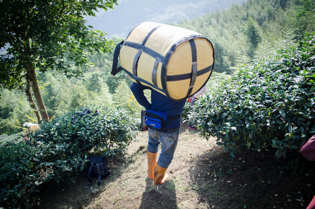 茶如其人：鹿谷阿山哥的茶園人生與文化傳承